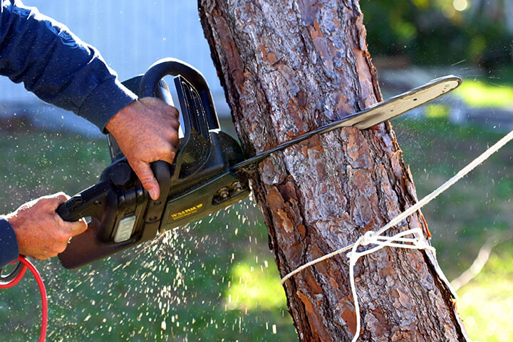 Tree Removal Service